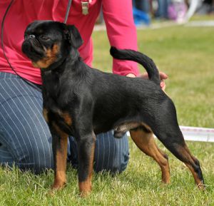 <!--папа мамы мамы-->COURAGE IZ MITKOV EKATERINY(p.br - black&tan)